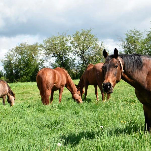 Pension pour chevaux à Châtel-Montagne, Allier